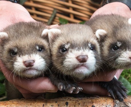 These baby ferrets are quintessential cuteness! - Cutest Pictures Of ...