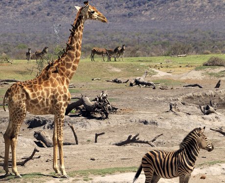 giraffe and zebra in the wild