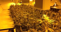 cannabis farm bradenham