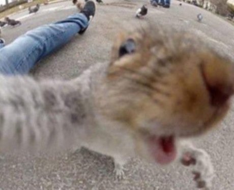 Squirrel animal selfie