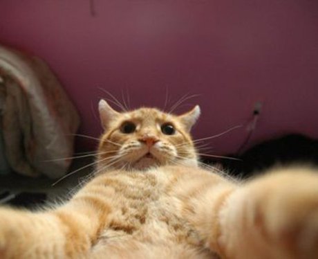 Cat Animal Selfie
