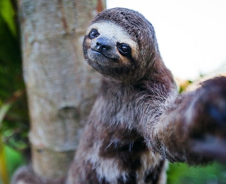 Sloth animal selfie
