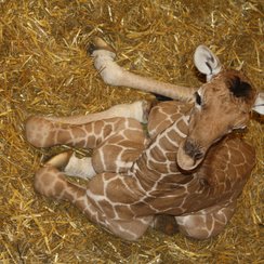 Baby Giraffe at ZSL Whipsnade Zoo 