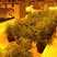 Image 1: cannabis farm bradenham