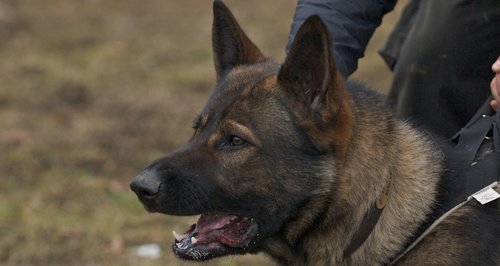 A police dog has died during a training exercise