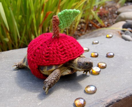 woolly-suits-for-tortoises-3-1385381145-