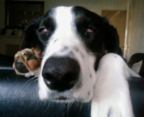 A dog leaning over a sofa