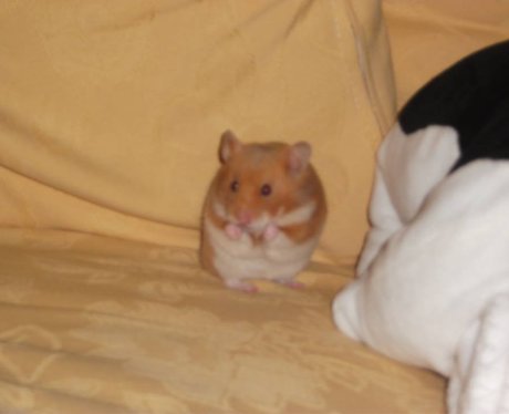 A hampster on a sofa