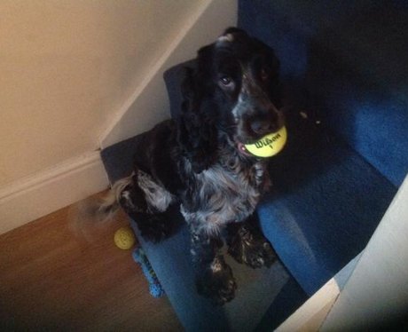 A dog with a ball in it's mouth