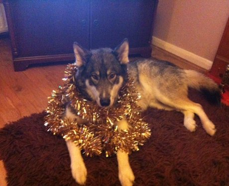 Santa Paws