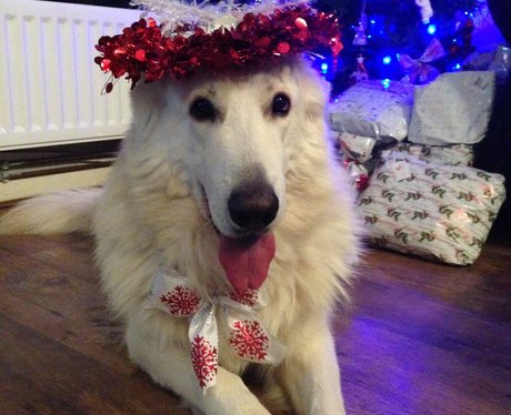 Santa Paws
