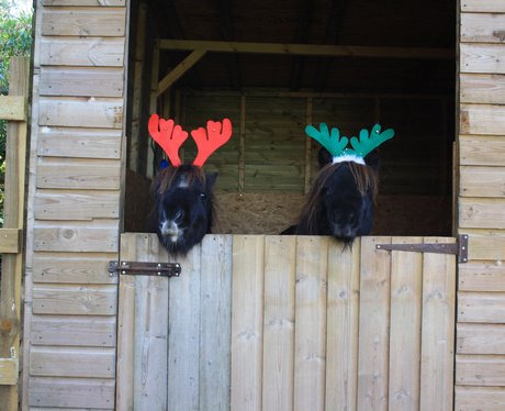 Santa Paws