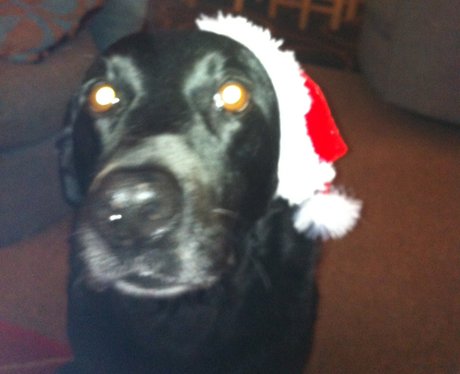 Santa Paws