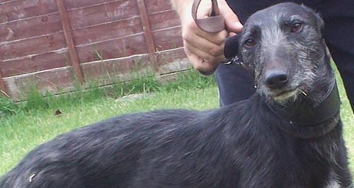  Scamp the stolen lurcher