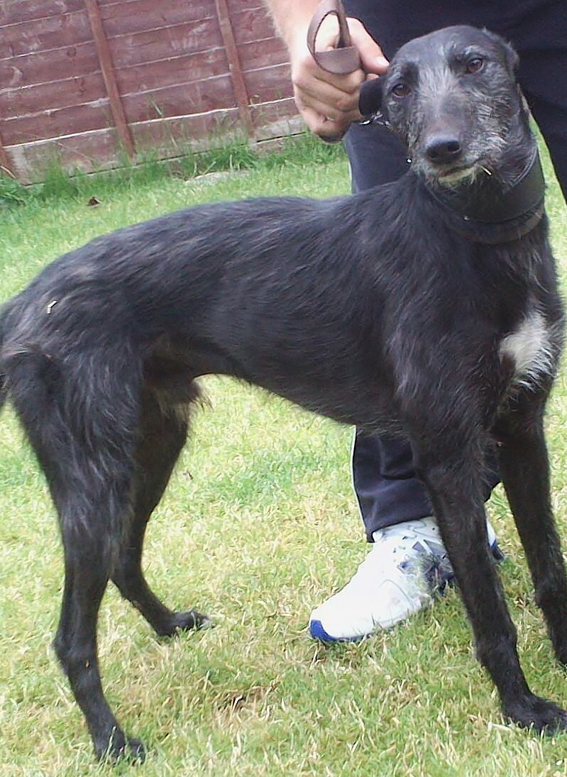  Scamp the stolen lurcher