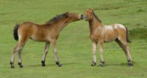 dartmoor ponies