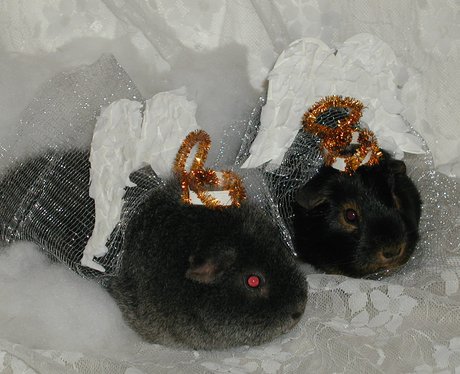Santa Paws