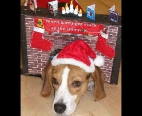 Santa Paws
