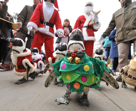 Christmas Penguins