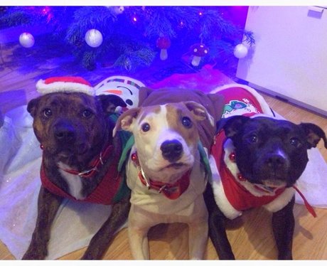 Santa Paws