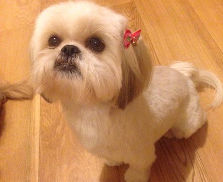 Santa Paws