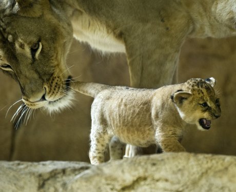 A mother lion holding her cubs tail in her mouth