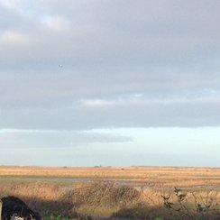 Image of the marshland with crashed helicopter in 