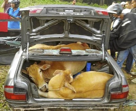 Cows in Cars