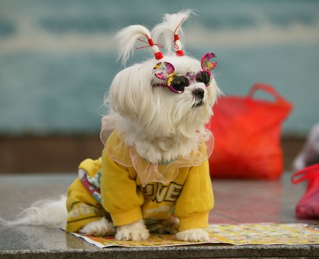 Image result for Dog in sunglasses