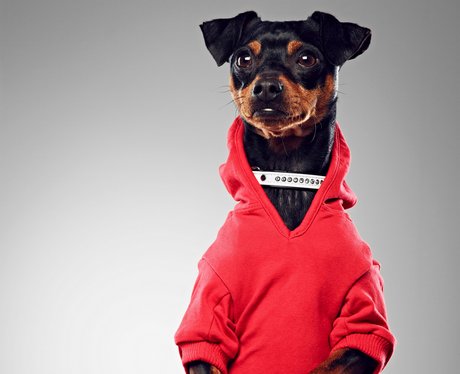 A dog in a red onesie