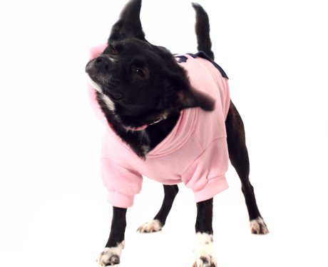 pink ladies dog jacket