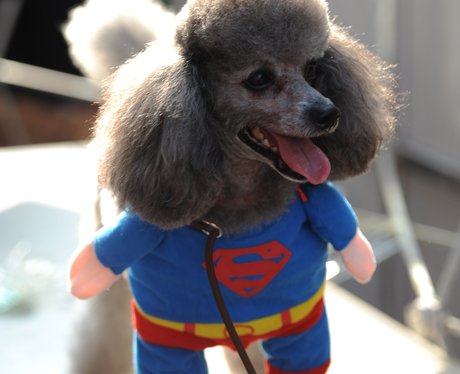A poodle in a superman outift