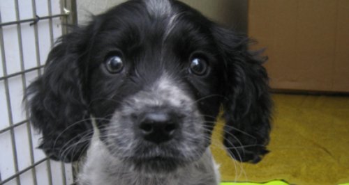 Heath the abandoned puppy in Petersfield