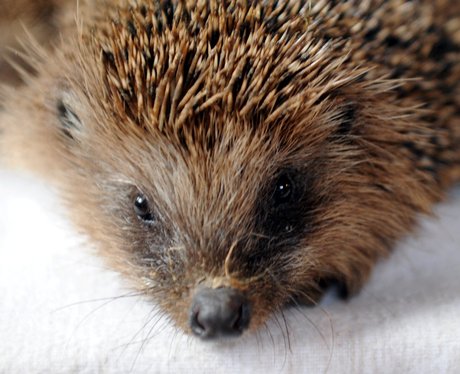 baby hedgehog on a towel