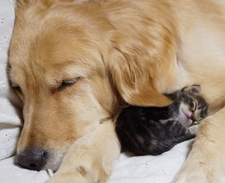 A golden retriever and a grey kitten