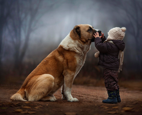 A small boy playing with a Saint Bernard dog