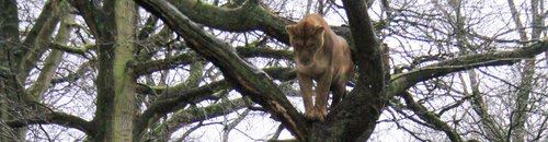 Lions of Longleat