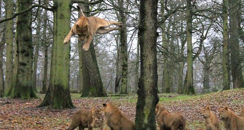 Lions of Longleat