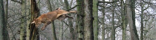 Lions of Longleat