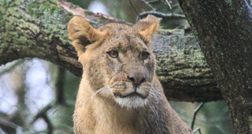 Lions of Longleat