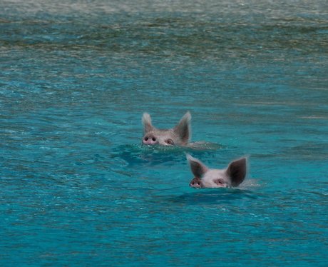 Two pigs swimming in the sea