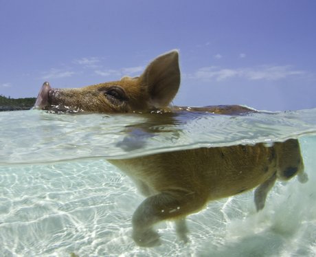 A pig swimming in the sea