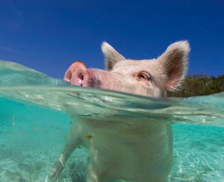 Welcome To Pig Island! - Heart