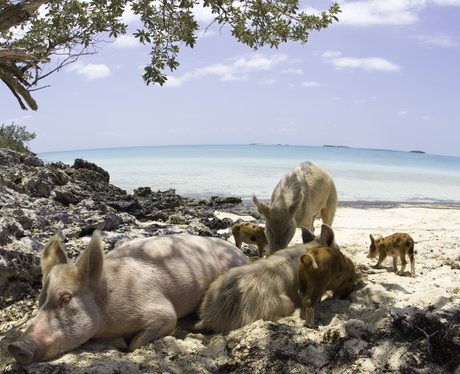 Pigs sitting in the shade under a tree