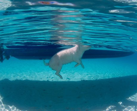 A pig swimming in the sea