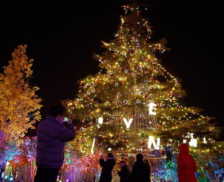 A lit up giant tree