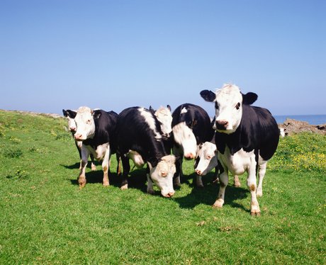 Cows