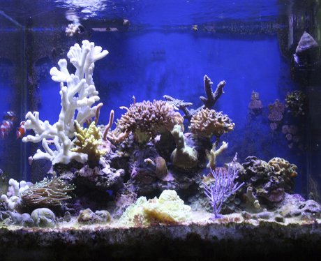 Fish tank