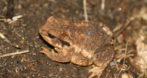 Toad