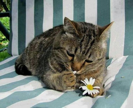 A cat playing with a flower